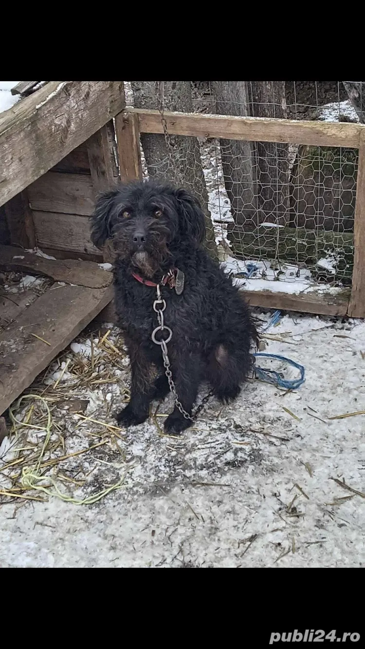 Câine întors oi și vaci puleu 