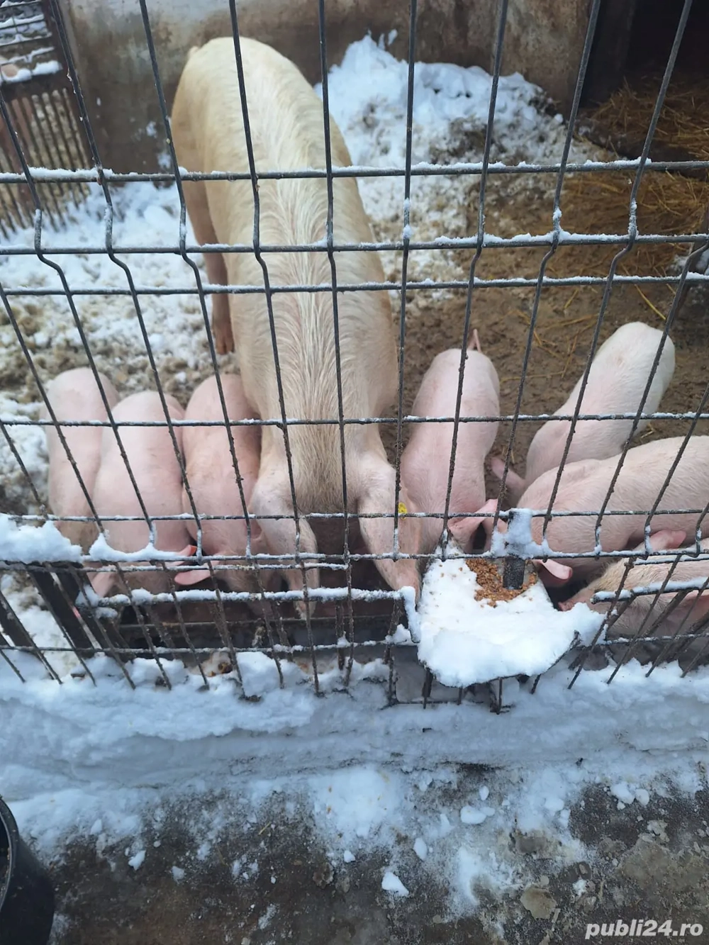 Vand 9 purcei de carne