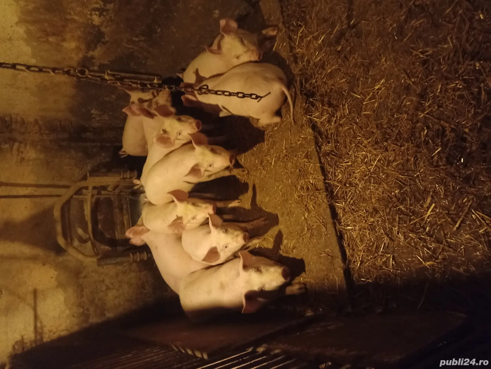 purcei media peste 30 kg