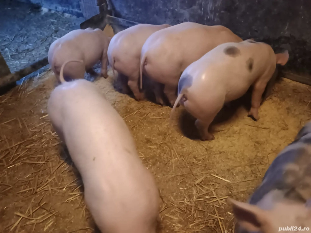 Purcei 9 săptămâni 