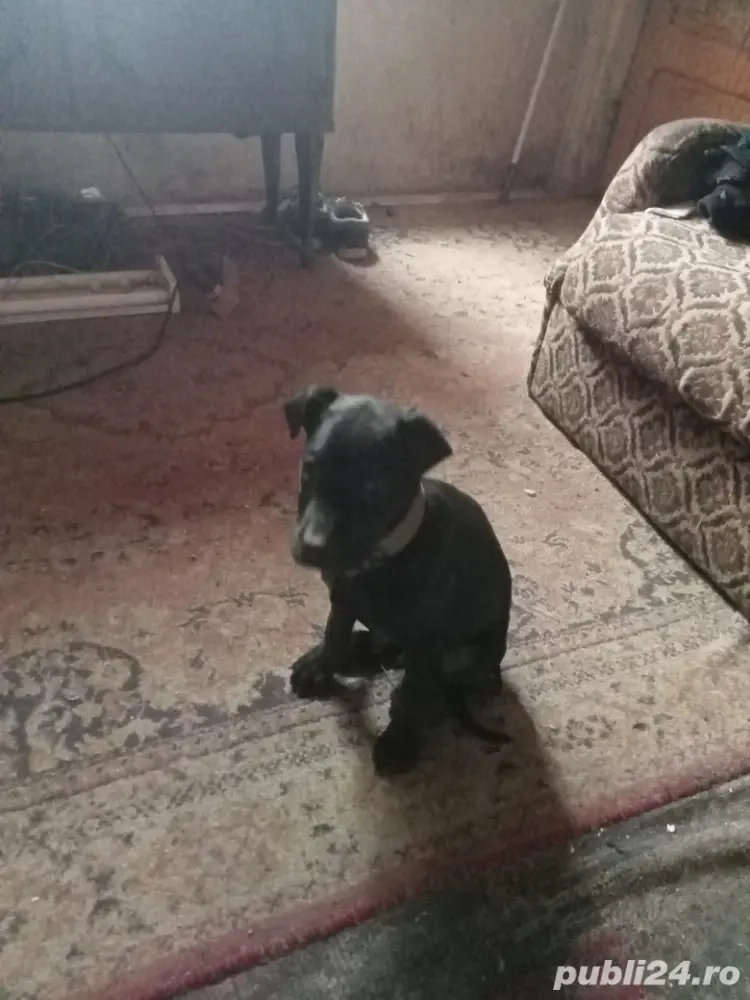 de vânzare pui metis 