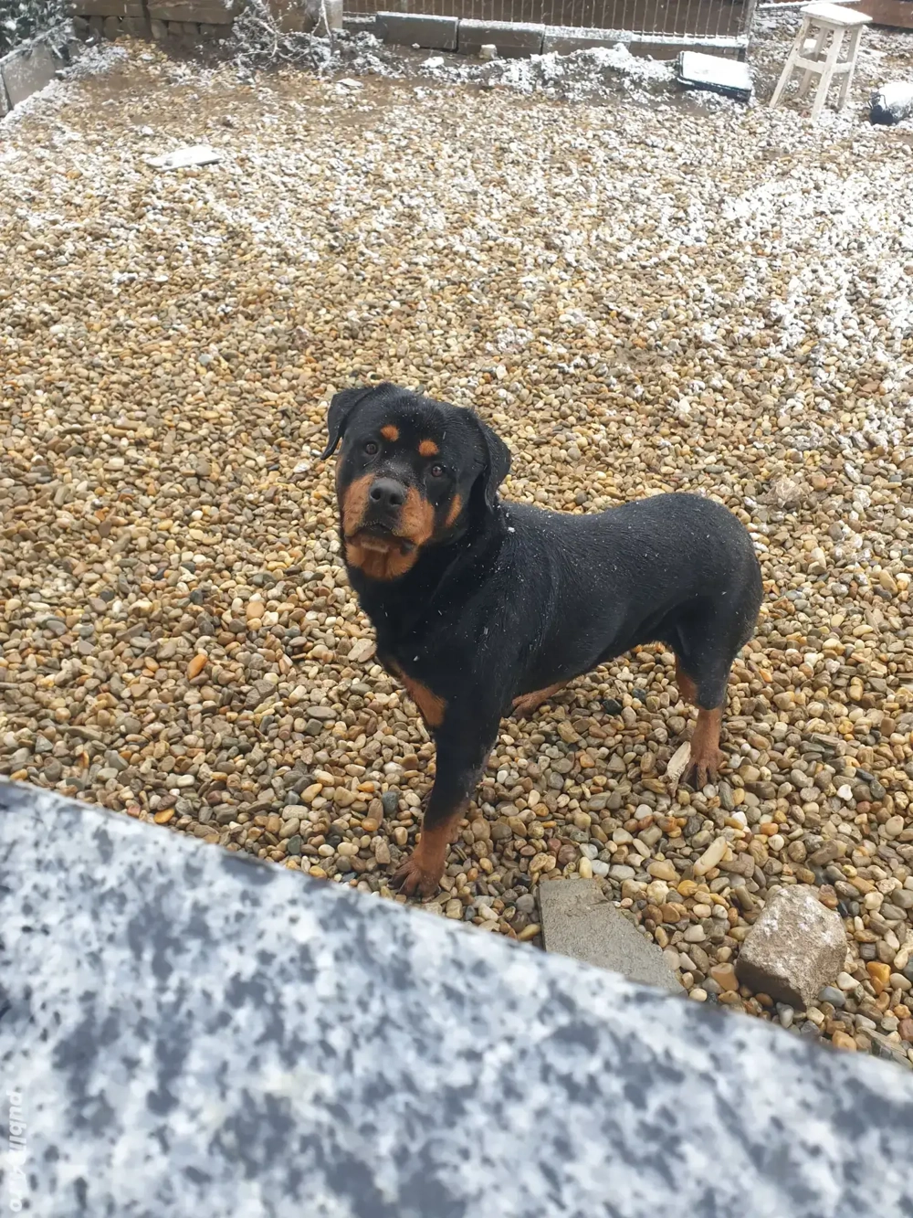 Rottweiler cauta partenera