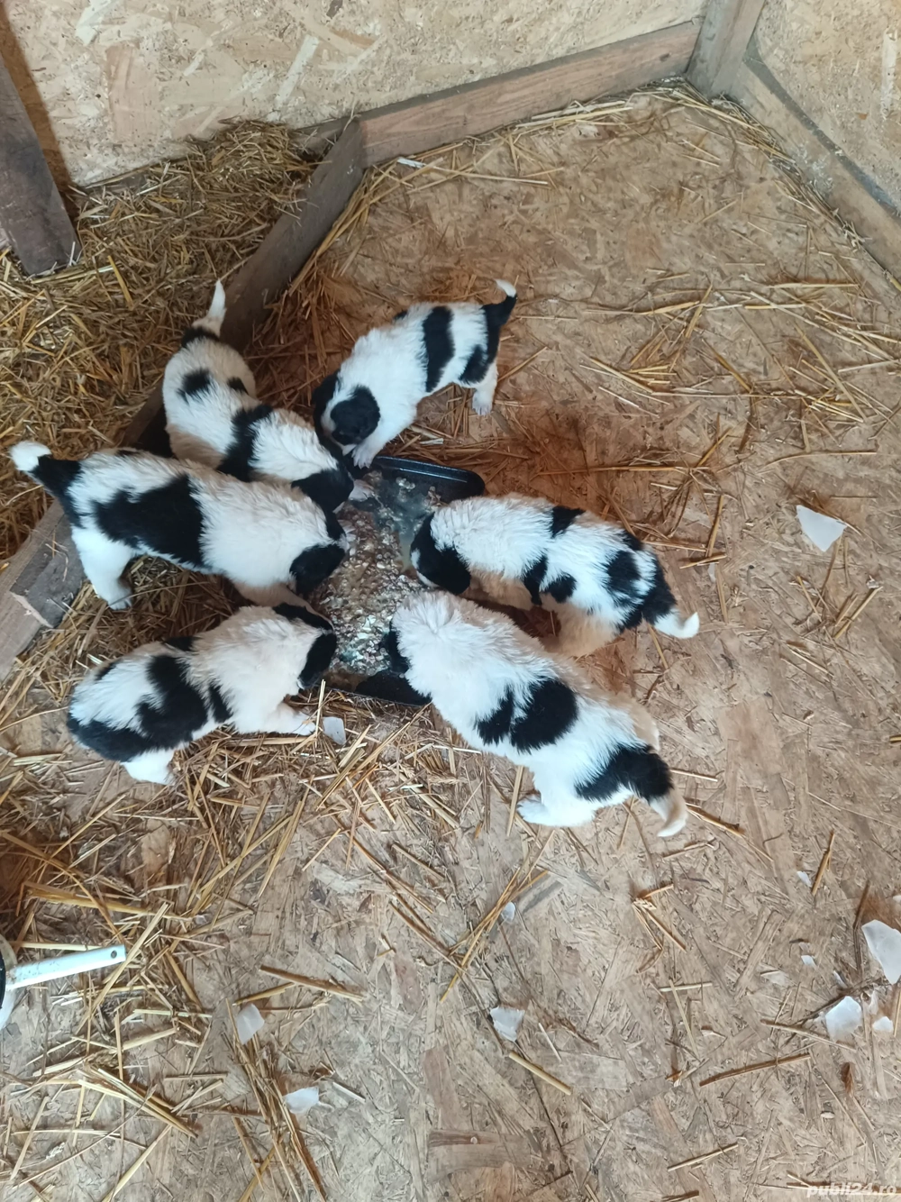 Căței Ciobanesc de Bucovina 