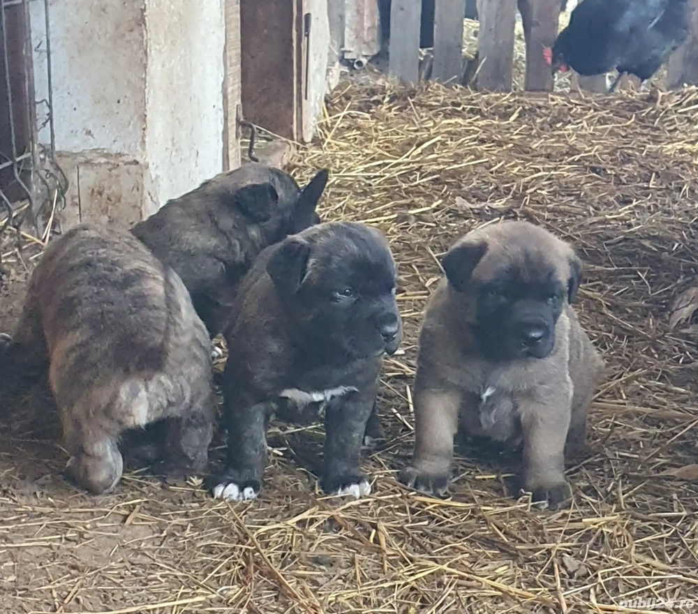 Vand catei kangal x presa canario
