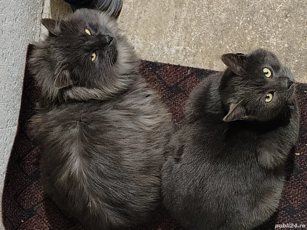 Albastru de Rusia de vânzare sau schimb cu o femela din aceeași rasa