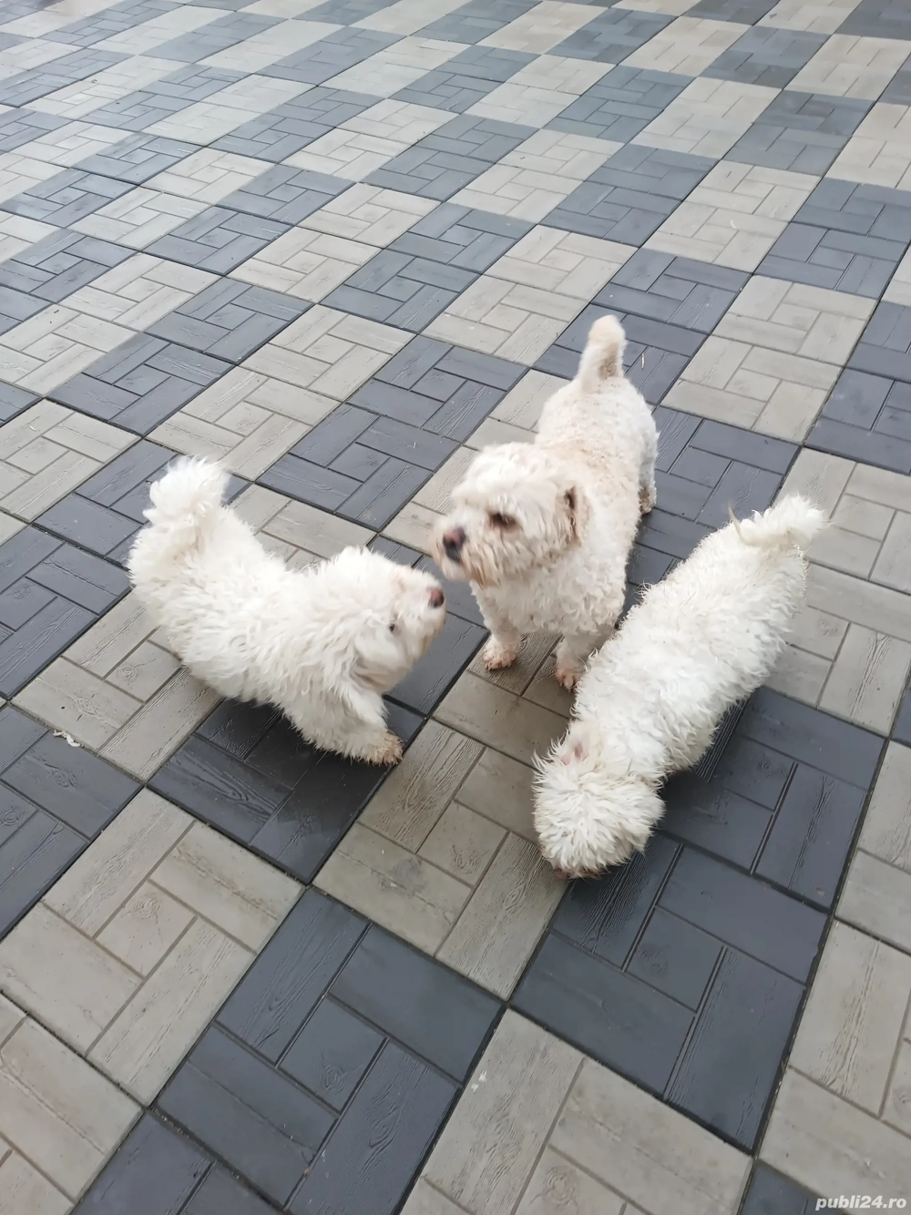 Vând Bishoni Maltezi 