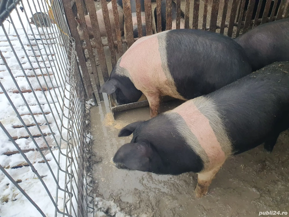 Femela Bazna de prasila