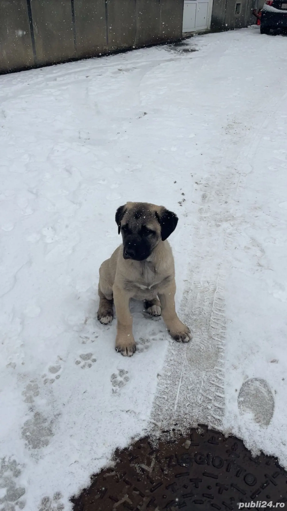 Femela kangal malakli