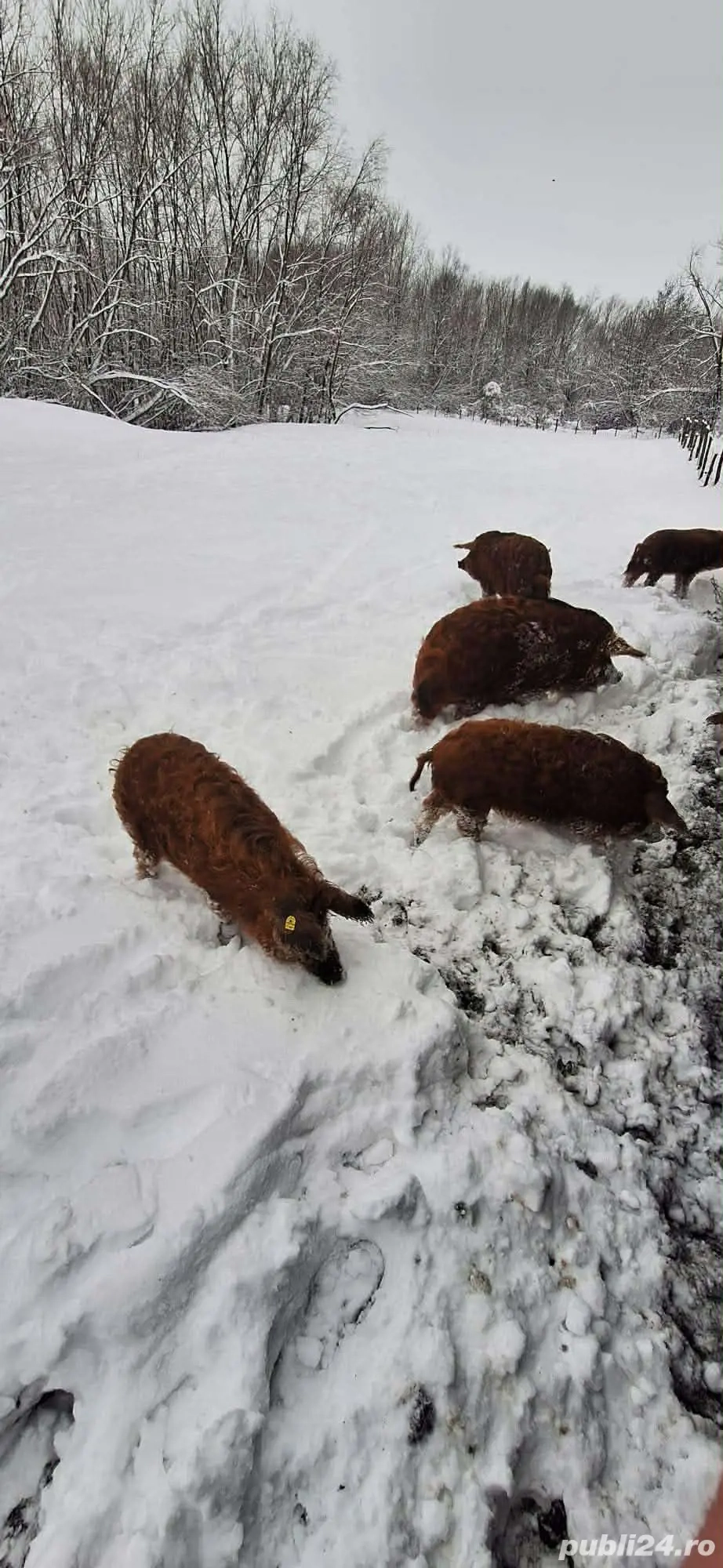 Vand purcei si porci mangalița !