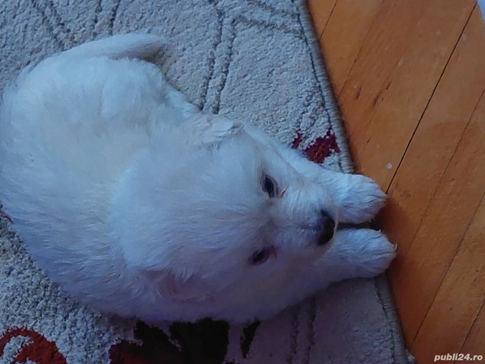 Ion Gabriela Adelina Laura 