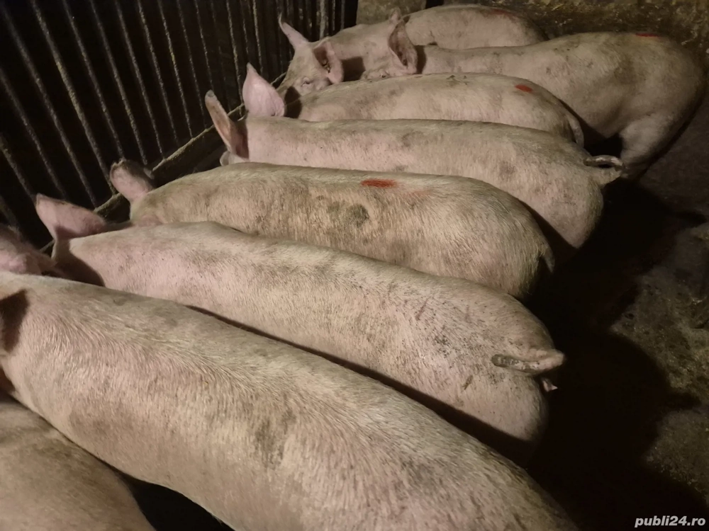 Șoldani Pick 70-75-80kg