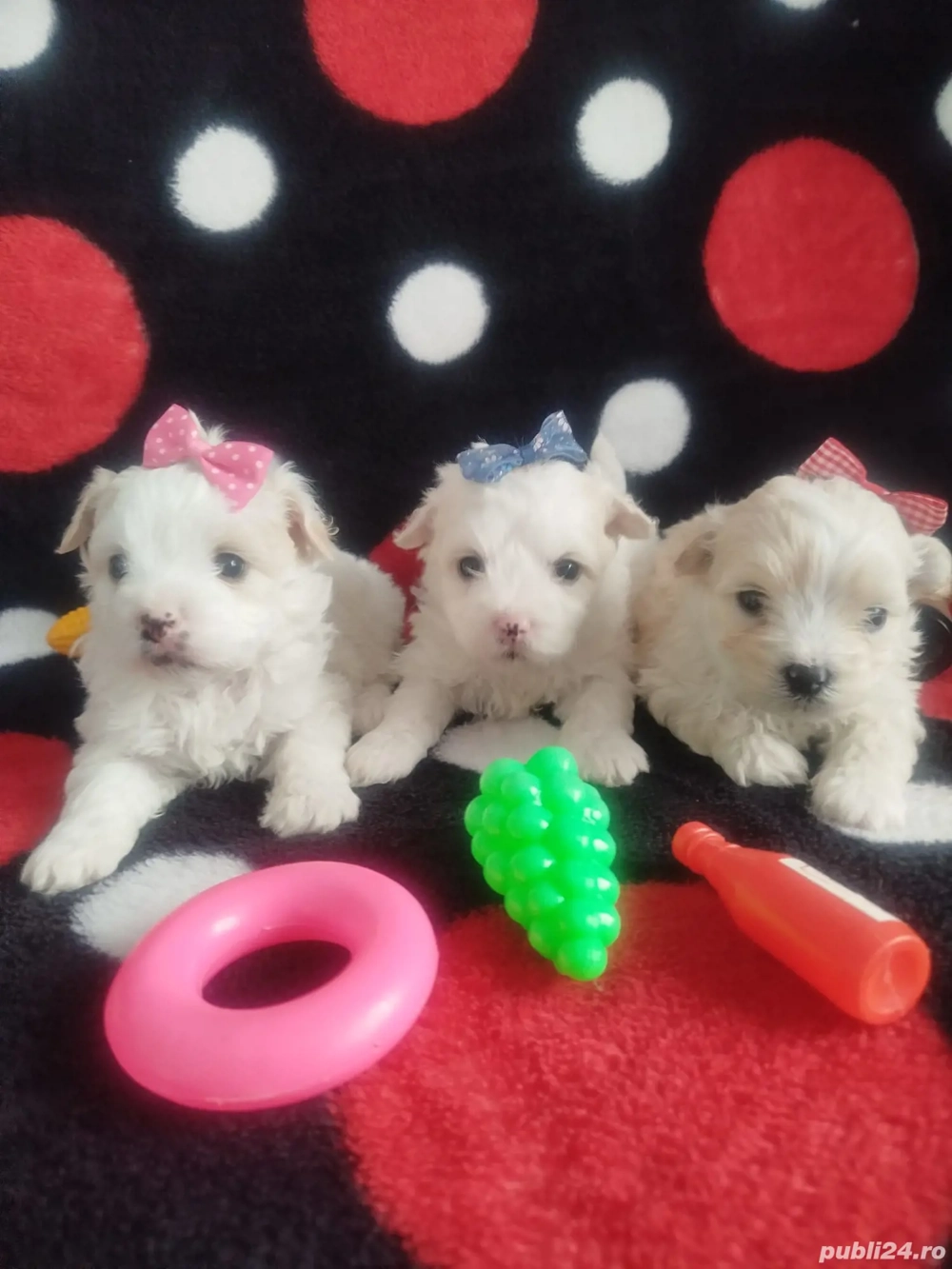 Catei rasa bichon maltez