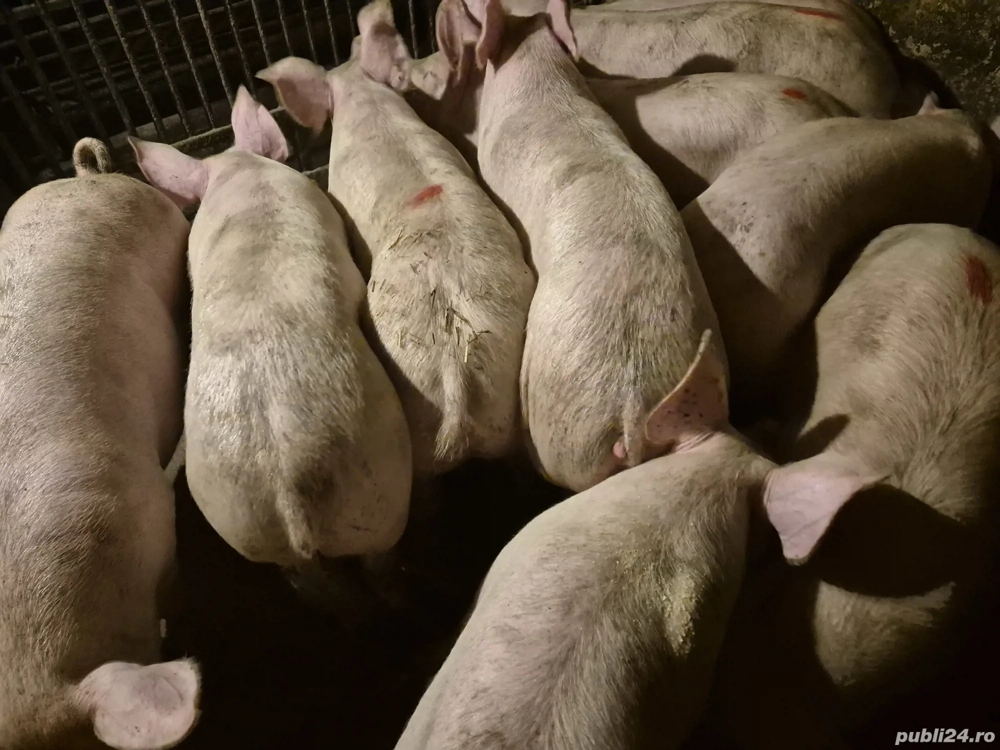 Șoldani de Carne Pic 