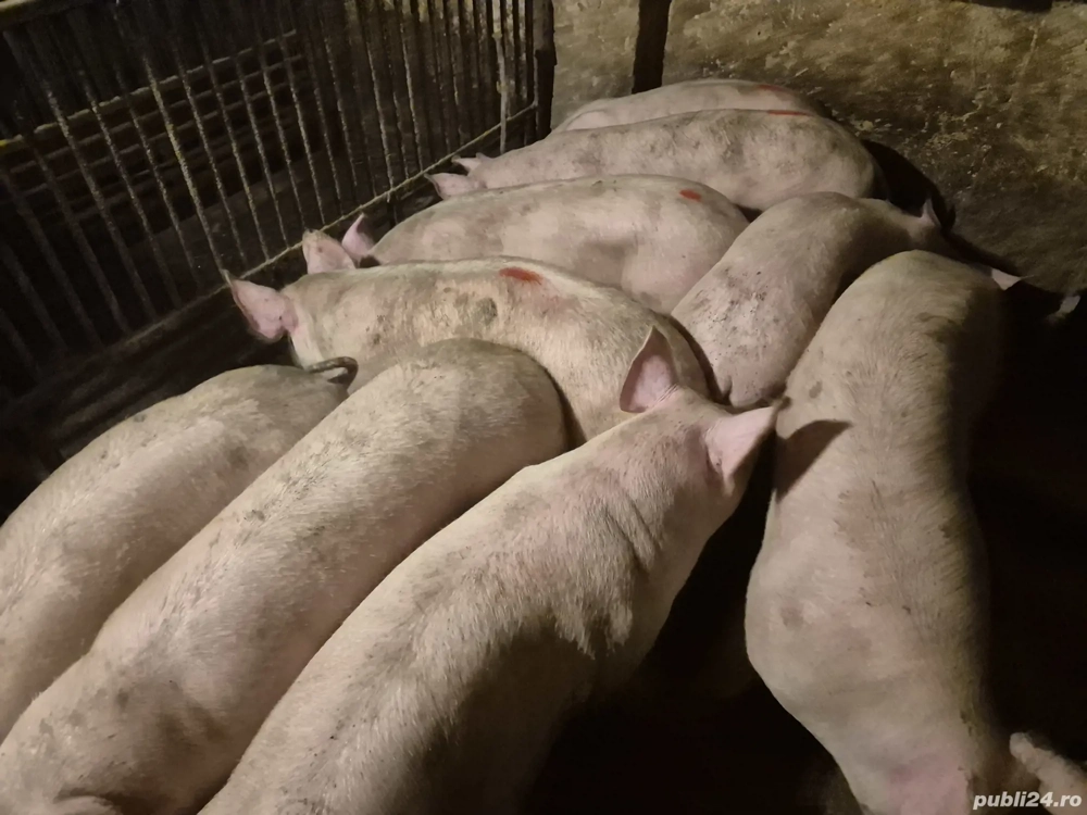 Șoldani de Carne 70-75-80kg