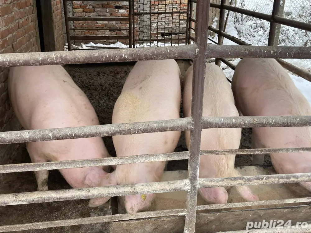 4 Porci de carne rasa landrace 