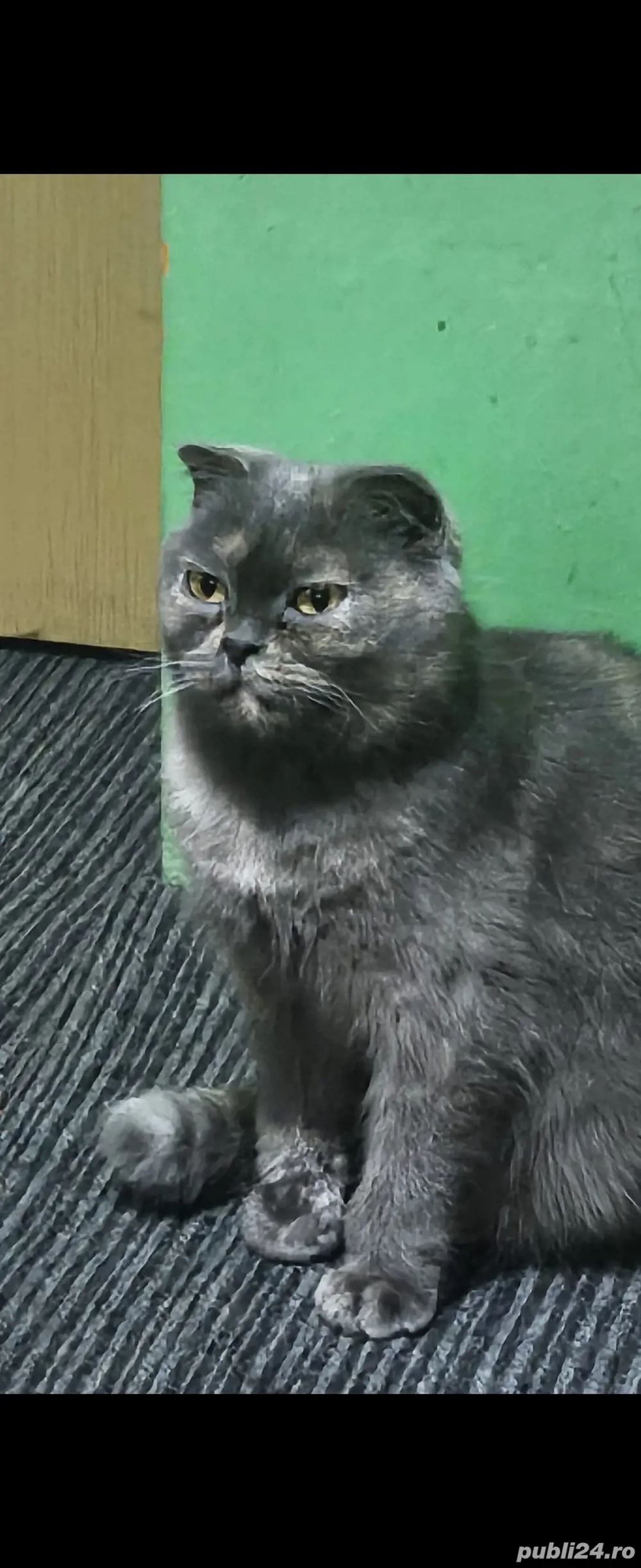 pisică scottish fold 