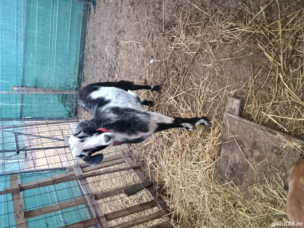 Vând țap cum se vede in poză 