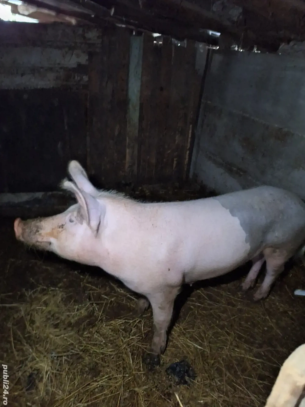 Vând purcică de 120 kg