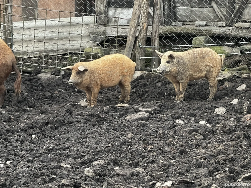 Vand purcei mangalita