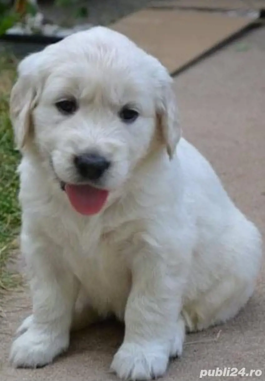 Golden Retriever cu pedigree 