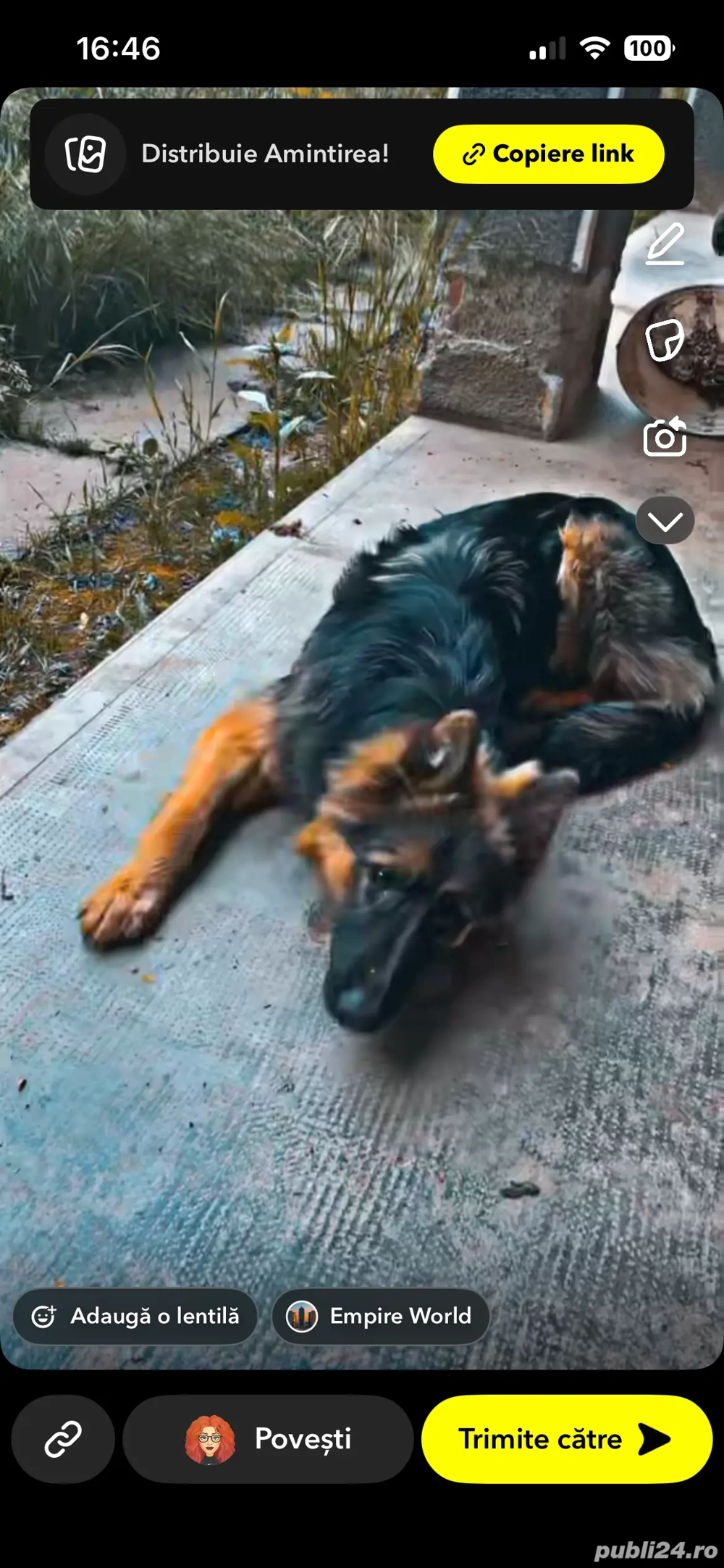 Ciobanesc german mascul