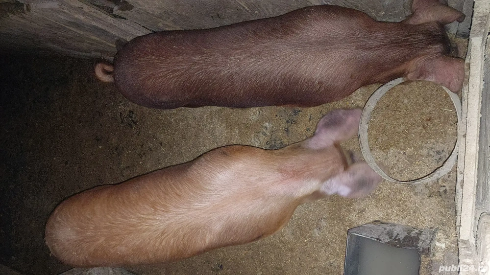 Purcelușa.Duroc