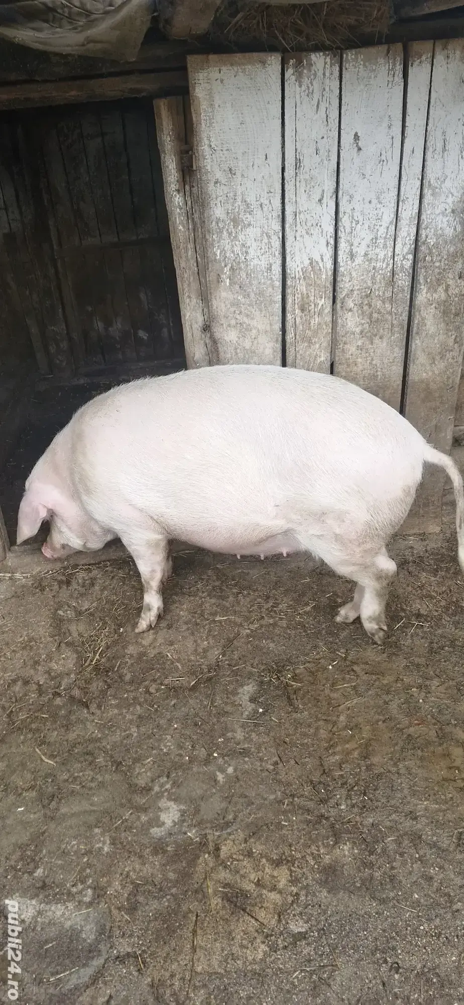 Vand scroafa gestanta