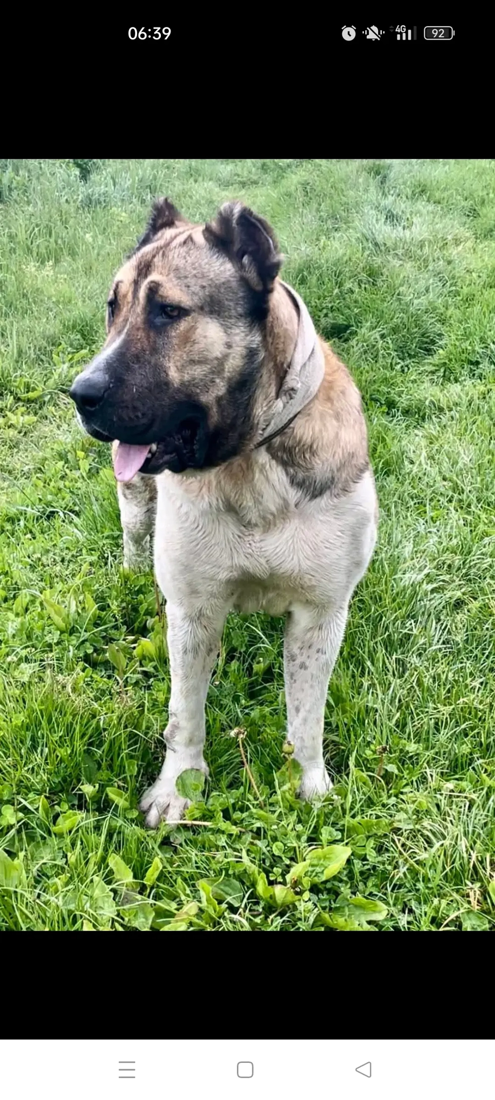 Volkodav 2 ani, genetica foarte buna