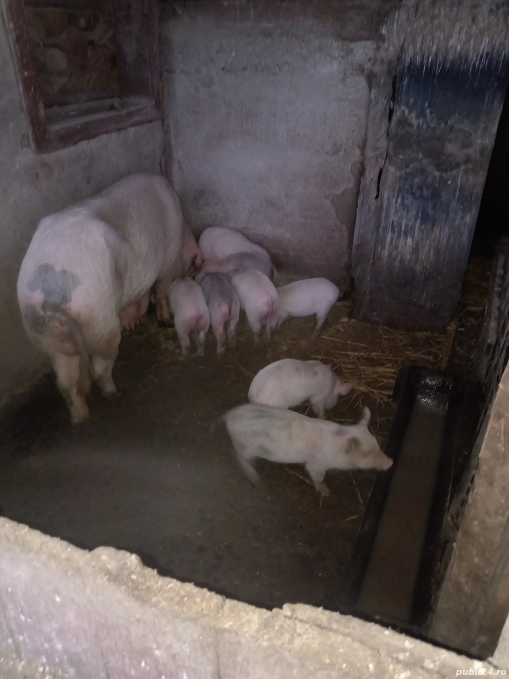 Purcei și porci de vânzare 