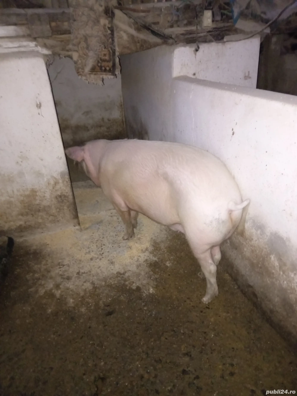 Grasuni și porci grași de vanzare