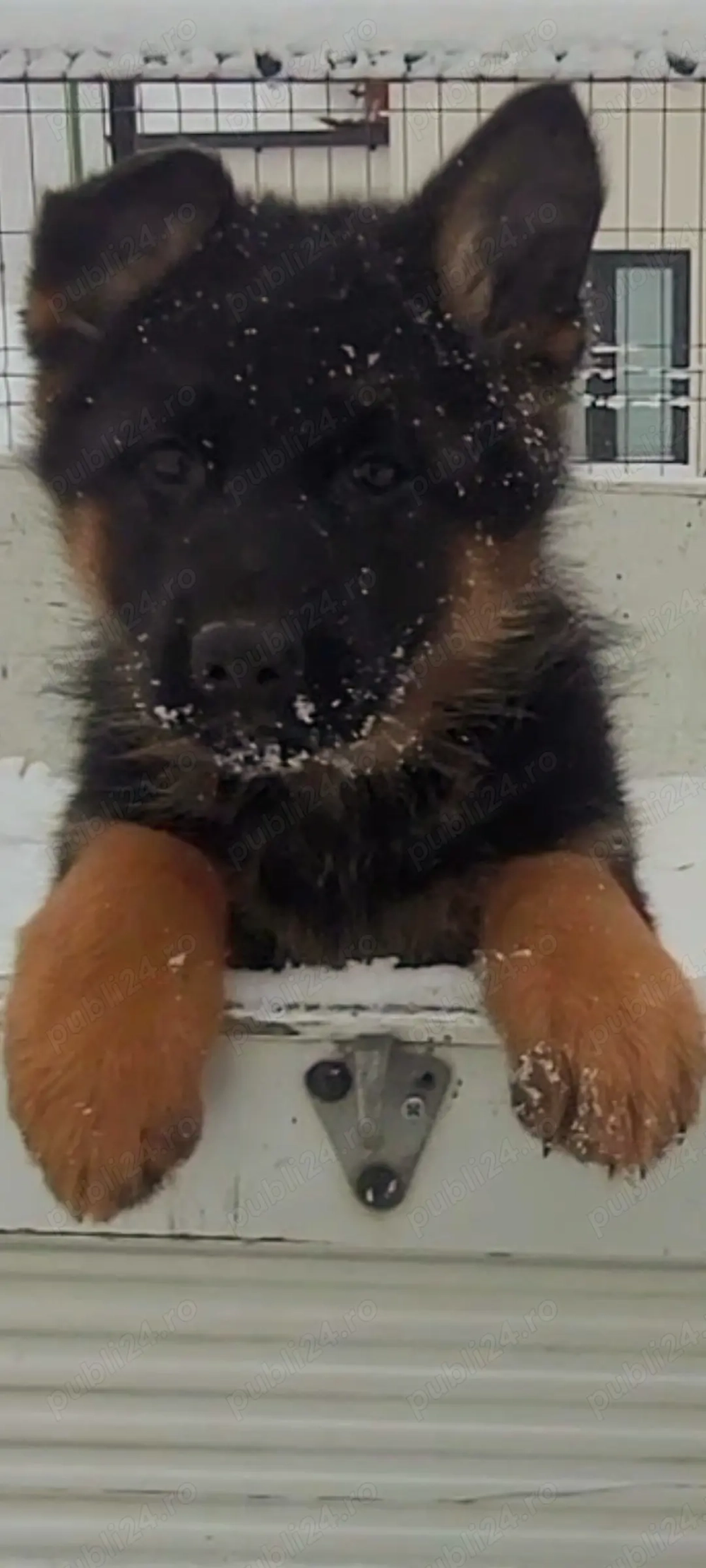 Catei ciobanesc german