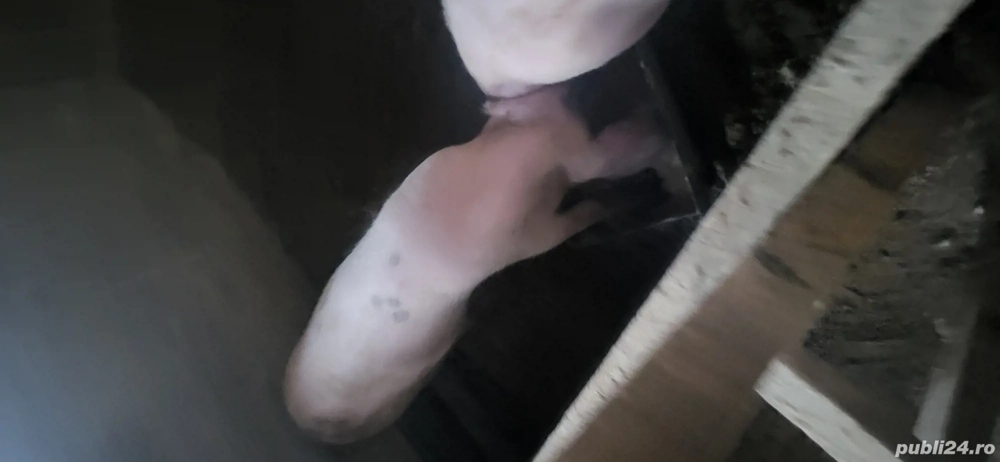 vand sau schimb porci