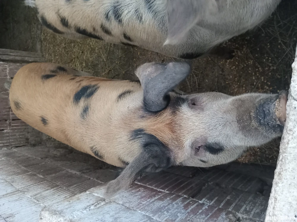 Porci de vanzare la . Petroman  ultimi 2 oferta 11. Kg au la 180. 200kg