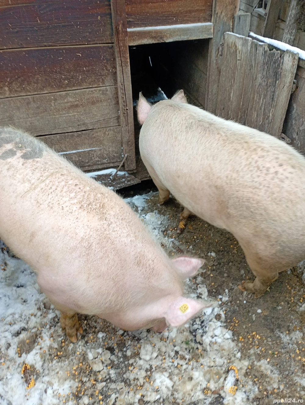 Vînd porcii din gospodarie