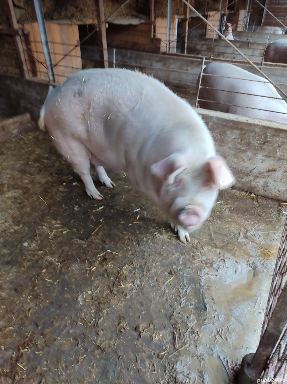 Porc de carne 350 kg