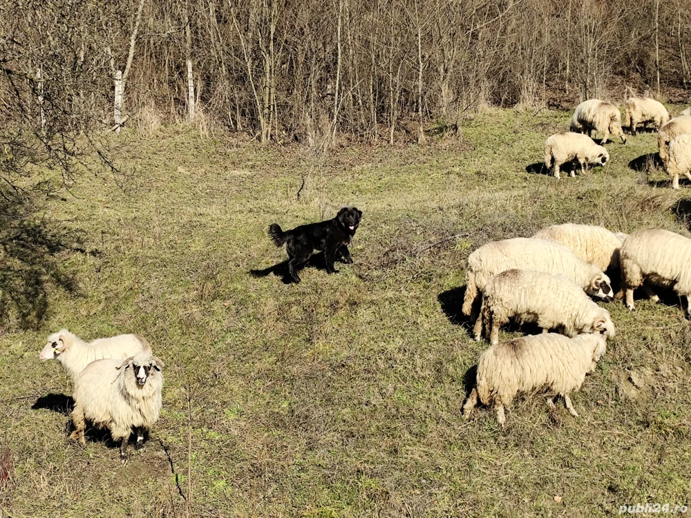 Caine Ciobanesc corb 