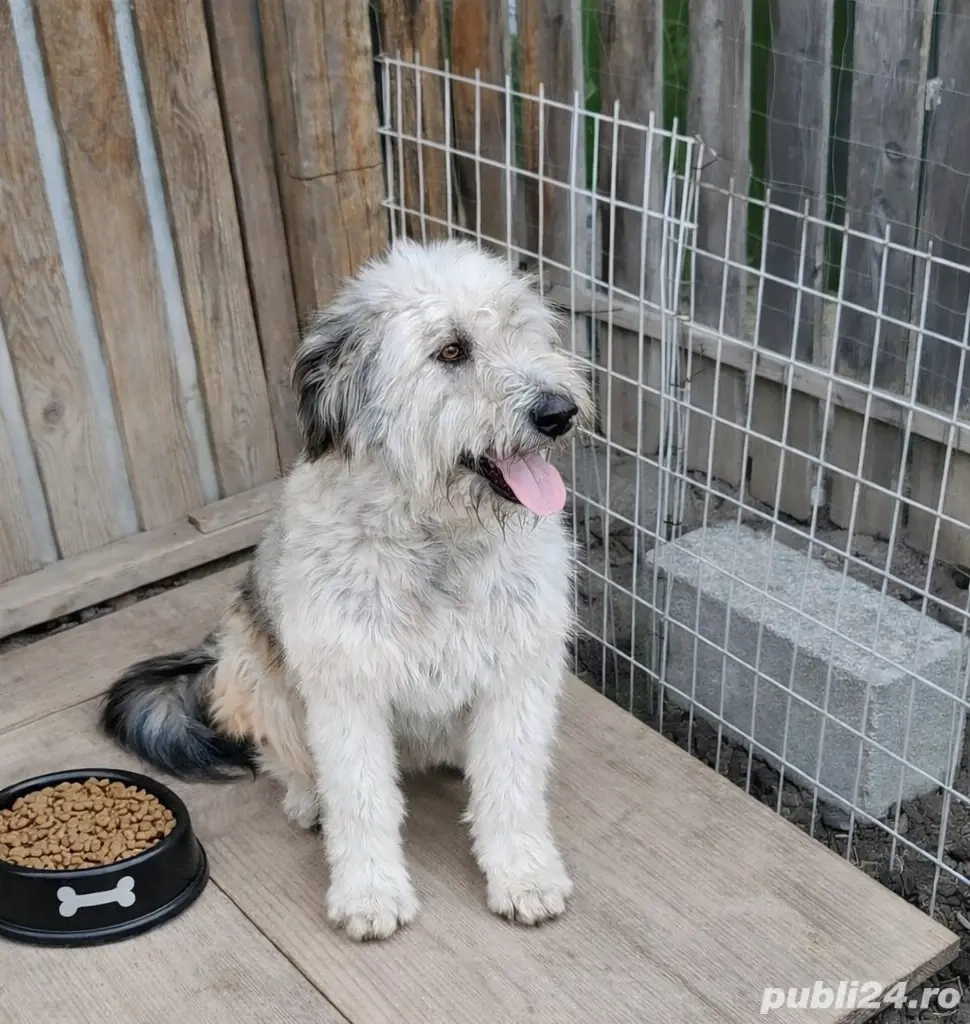 Ciobanesc femela, 11 luni