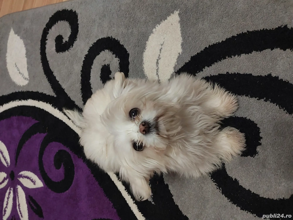 Vând Bichon maltez 