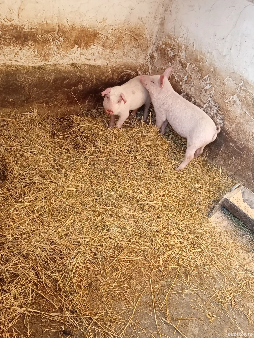 Vand 2 purcei, 500 lei bucata și perechea1000 lei în 10 săptămâni doar la numar de telefon  