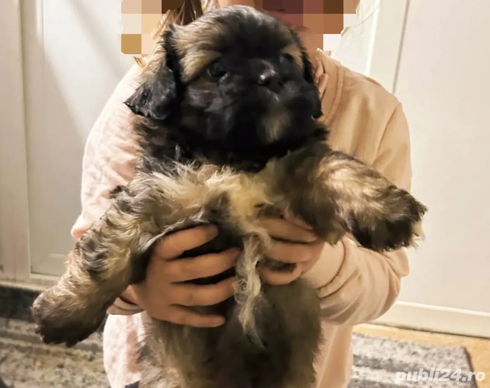 shih tzu băiat talie mica ajut cu transport în țară contra cost
