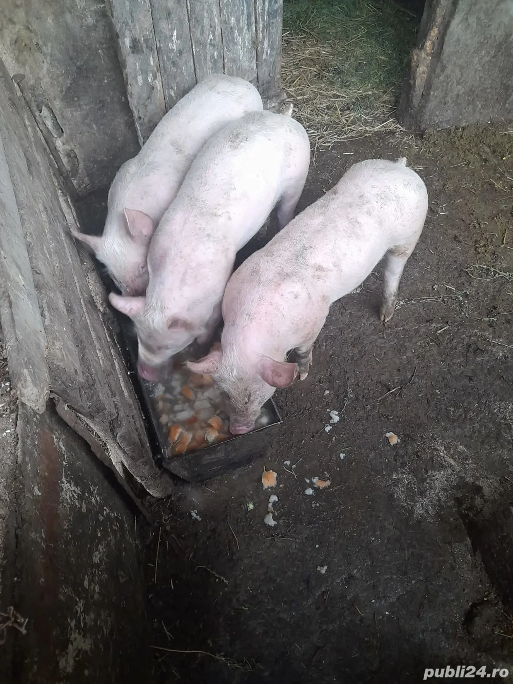 vand purcei de carne 