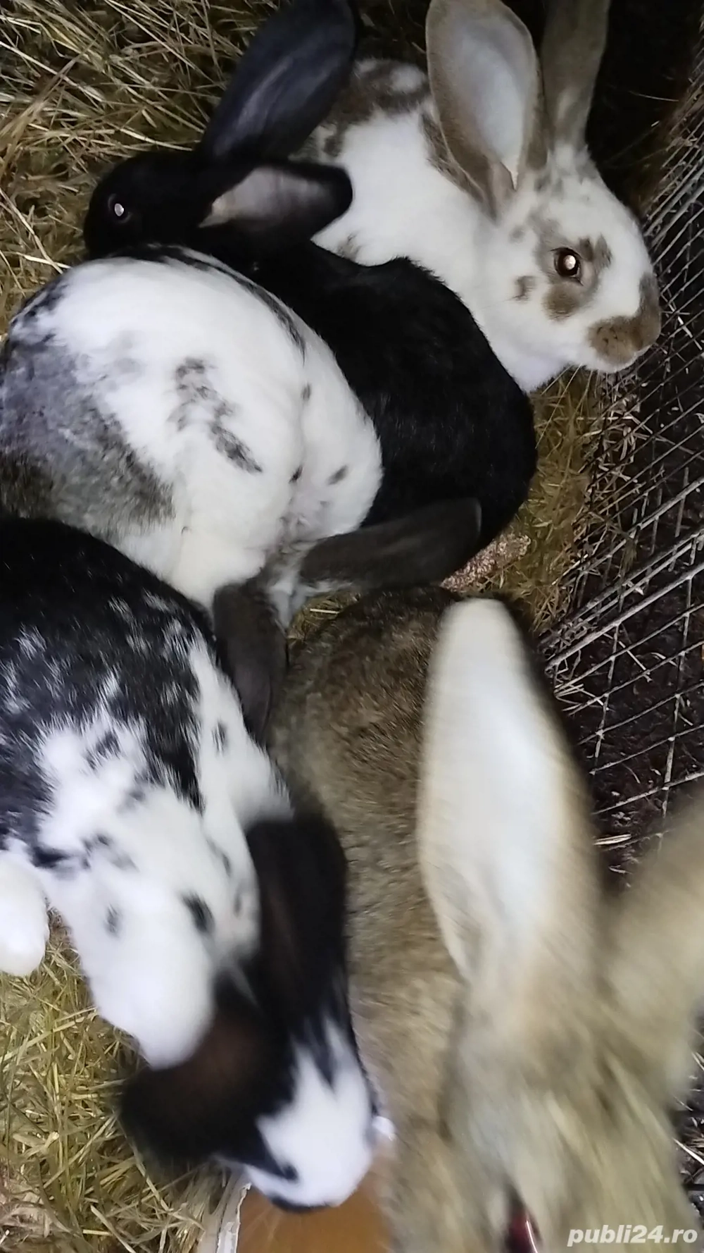 Iepuri.   negociabil