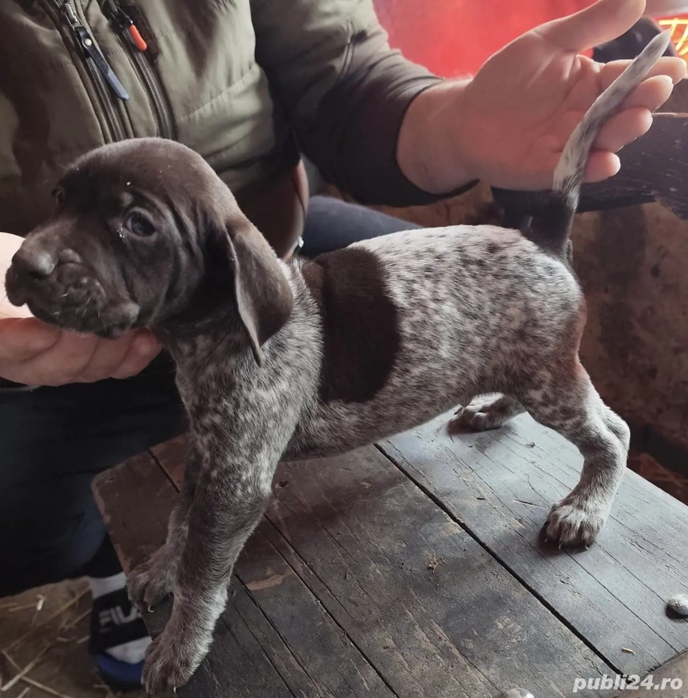 Brac German cu Pedigree