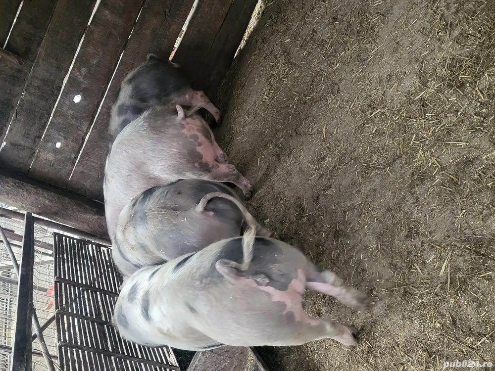 vand soldani ,porci,