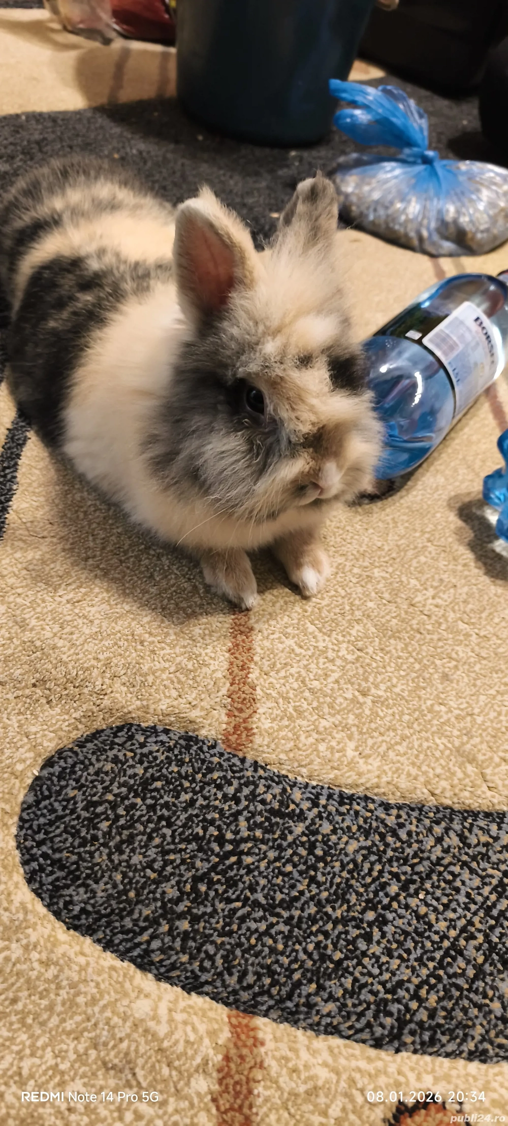 vand iepure cap de leu 