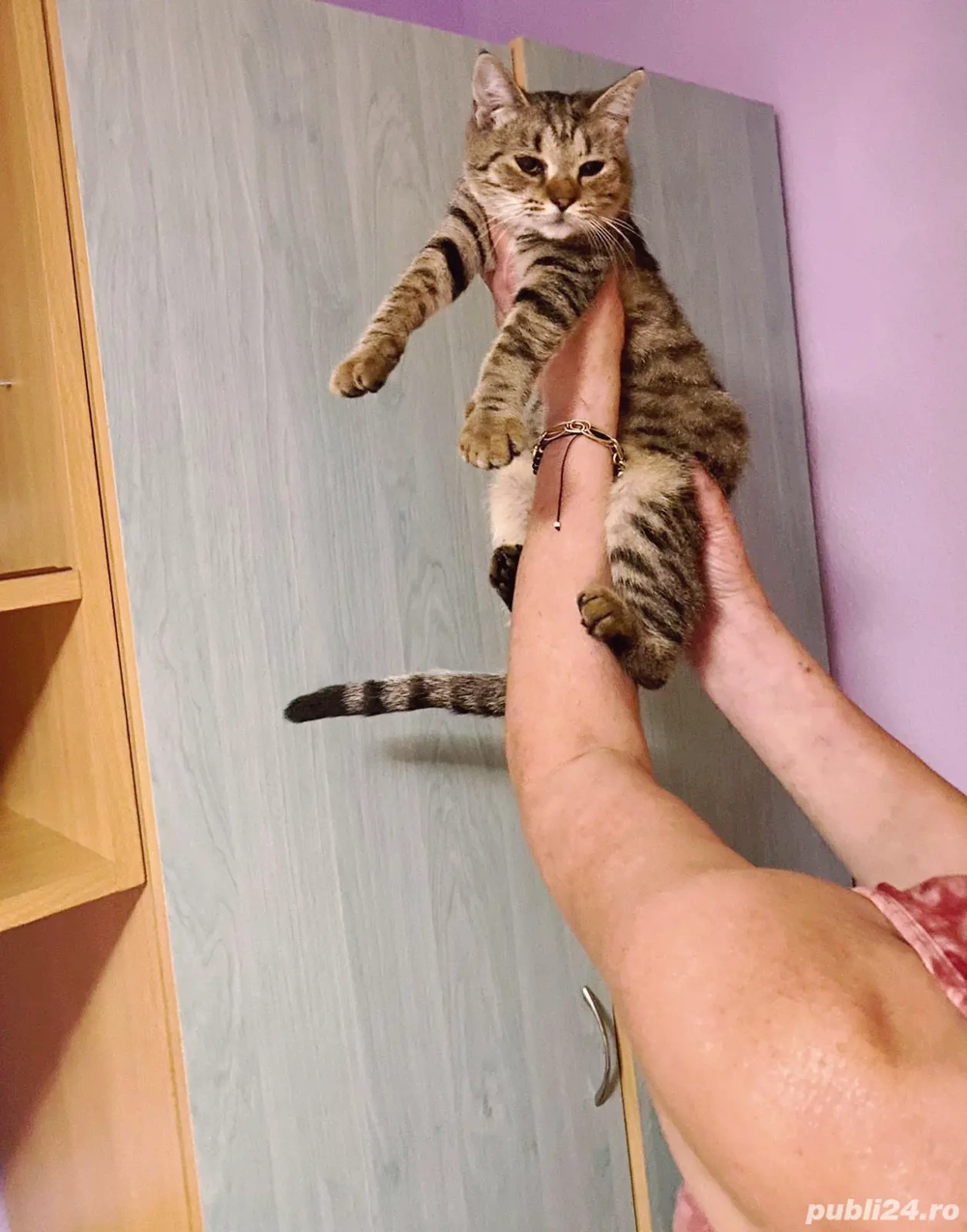 british culori diferite