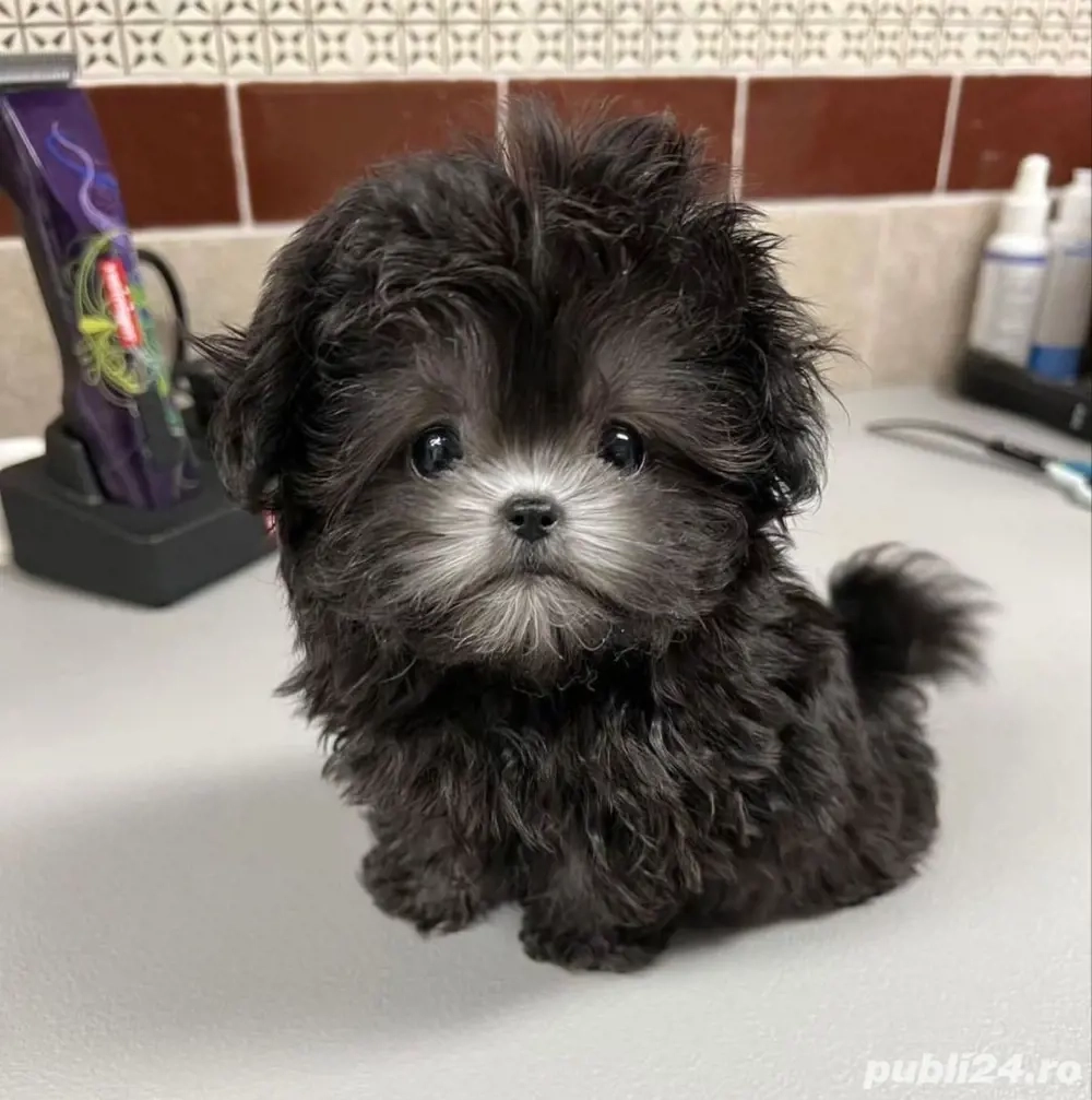 Bichon Maltez Mini Toy Black 