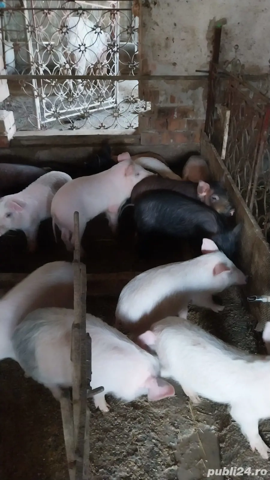 Șoldani de vânzare marele alb cu duroc 