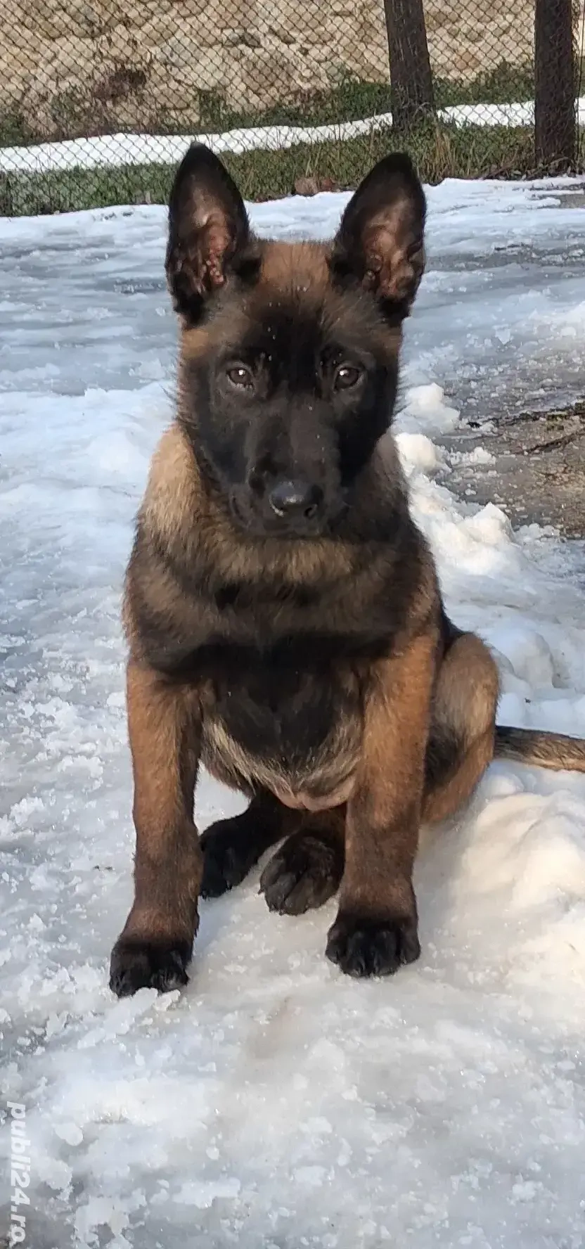 Belgian malinois, 2luni jumate