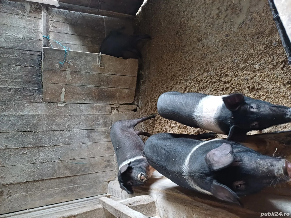 porci de vinzare